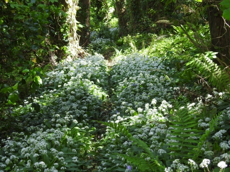 Wild garlic through the woods