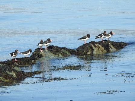 Oystercatchers lined up on rocks by Claire Lewis