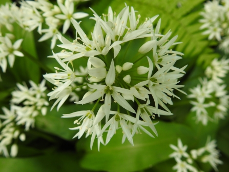 Close up of wild garlic flower