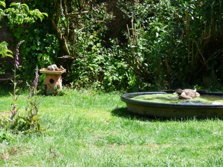 A house sparrow enjoys the bird bath while Dapple Duck enjoys hers - Rowena Millar