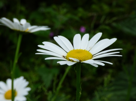 An insect landing pad on a daisy flower