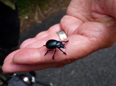 Bloody-nosed beetle