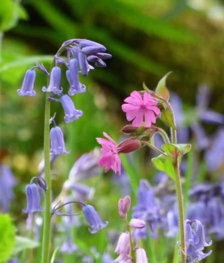 Bluebells and red campions