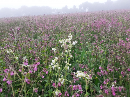 Campion in the Eden meadows