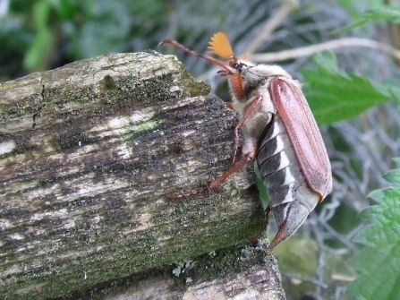 Cockchafer