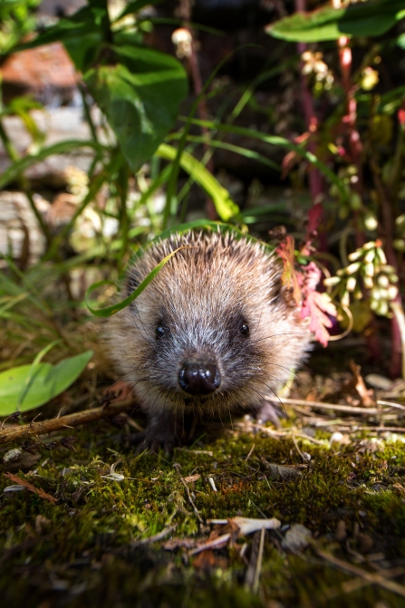 Hedgehog by Jeremy Northcott