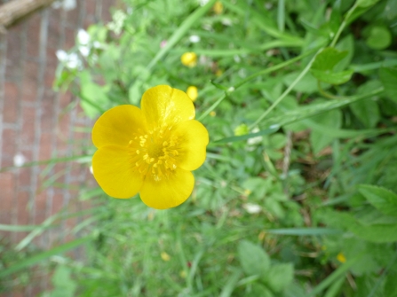 Shiny buttercup