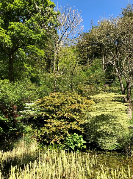 The Lodge trees