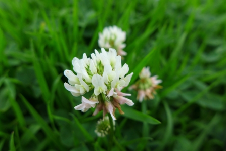 White clover