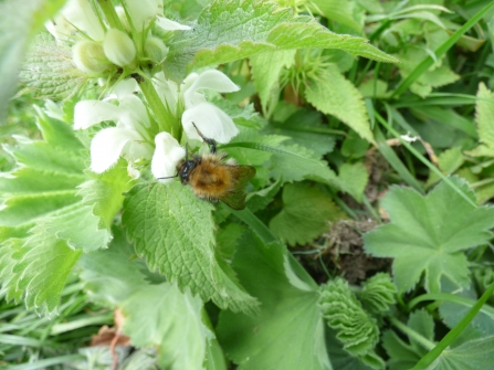 White deadnettle and bumblebee