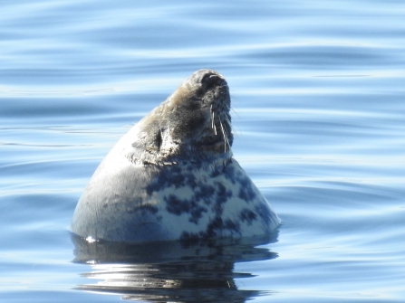 Duchess looking serene by Claire Lewis