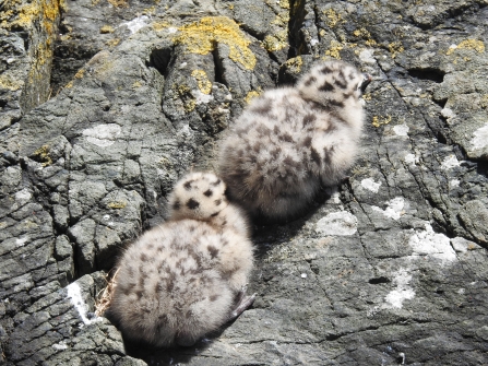 Young gull chicks blend into their rocky background with their dark spotted juvenile feathers