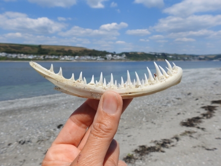A brillianty white and incredibly pointy set of teeth sit on a curved bone - held against a bright blue sky