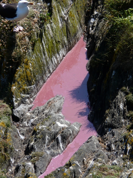 Between two mossy rocks is a brilliantly pink pool on Looe Island