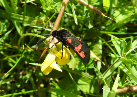 A burnet moth (black with recognisable red spots) sits atop some birds-foot trefoil