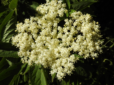 Elderflower by Claire Lewis