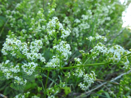 small white flowers on bright green stems - Hedge bedstraw by Claire Lewis