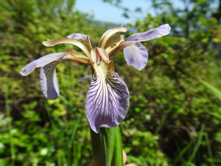 Stinking Iris by Claire Lewis