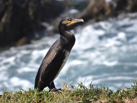 A young coromorant sits on grassy clifftop against a backdrop of churning white sea. The young cormorant has a distinct yellow patch under its eye and sleek feather