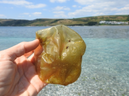 An 'oyster thief' what appears to be a brown, flat, seaweed or plasticky looking object