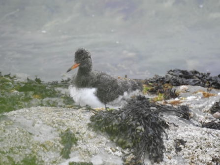 A comically grey and white fluffy chick with long orange beak sits atop a grey algae covereed rock an almost blends in!