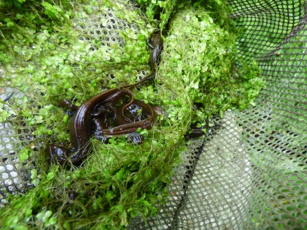 A netful of palmate newts_Rowena Millar