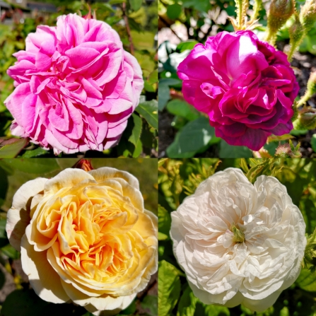 A selection of 4 english heritage roses. Clockwise the roses are a pale pink, magenta, dusky yellow and brilliant white