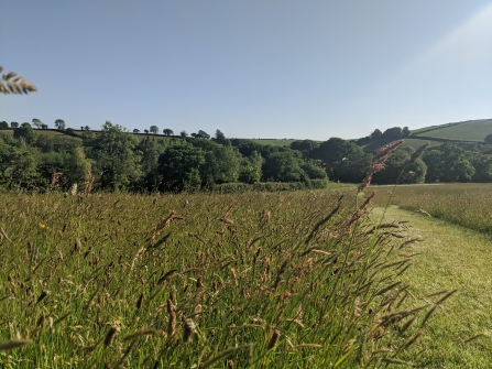 Meadow at Lethytep