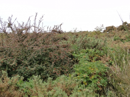 Invasive species, such as cotoneaster, are one of the problems