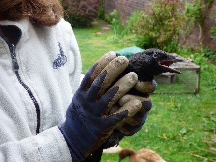 Jackdaw fell down the chimney