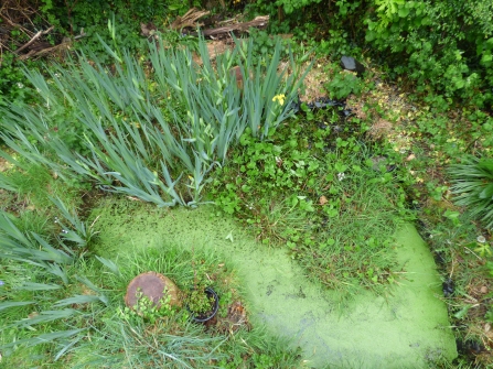 Our pond with its protective covering of duckweed_Rowena Millar