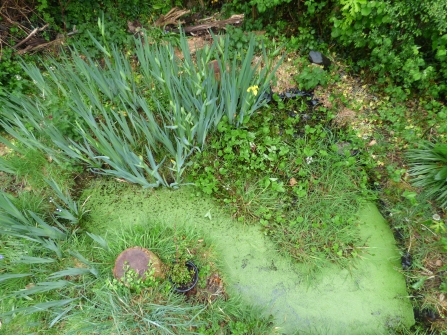 Our pond with its protective covering of duckweed_Rowena Millar