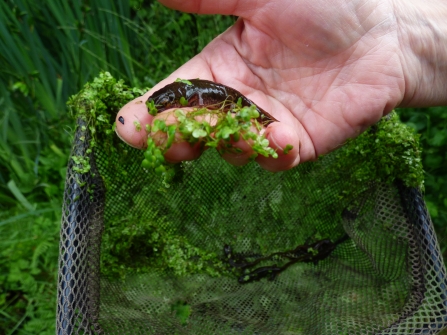 Palmate newt showing spotty underside_Rowena Millar