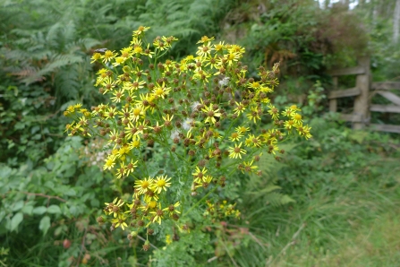 Ragwort in late summer, East Cornwall