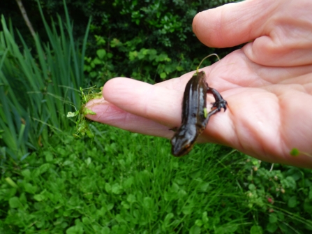 Slipping back towards the pond_note the red eye liner_Rowena Millar