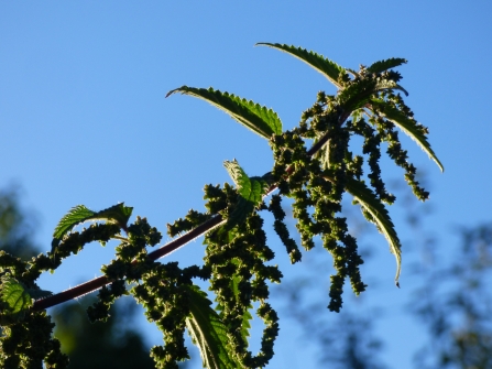 Stinging nettle