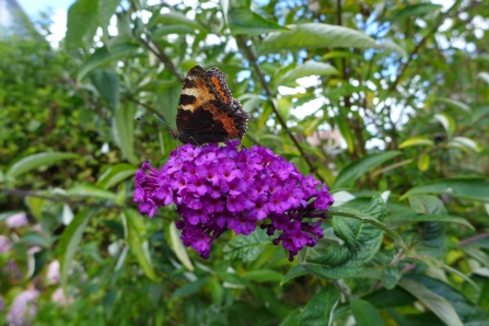 The caterpillars of the small tortoiseshell butterfly eat stinging nettles