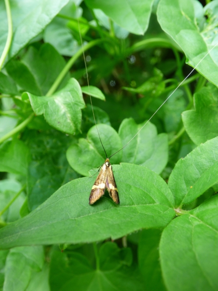 Yellow-barred longhorn moth on the garden hedge