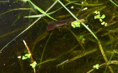 Young newt with gills_Rowena Millar