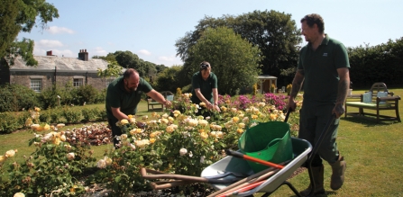 3 Gardeners tend to the heritage rose garden at Duloe Manor