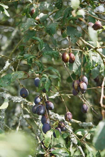 Damsons at Trenarth - Ben Mostyn