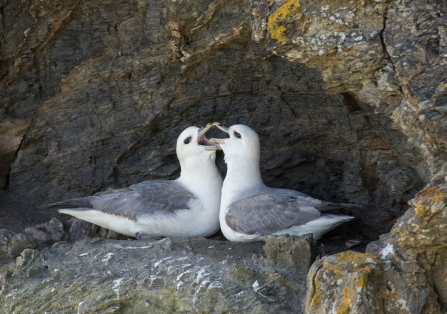 Two fulmars nest together on a rocky cliff edge, beaks open as they appear to feed one another