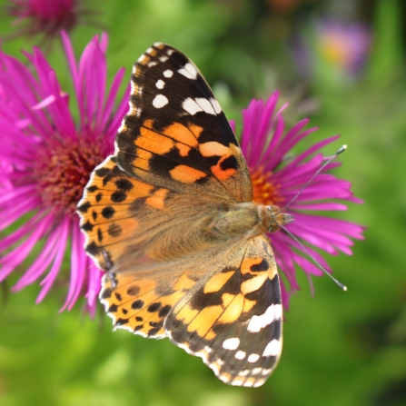 Butterfly at Trenarth