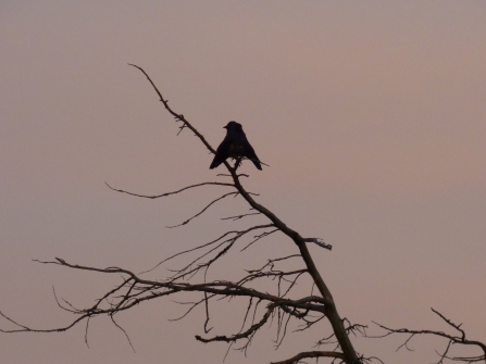 A jackdaw silhouette perches at the top of a tree against a dusk grey and pink background with it's wings low and outstretched resembling a concorde 