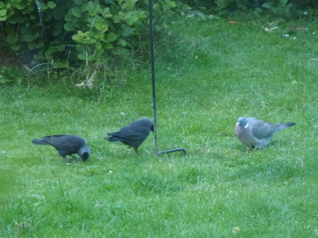 Jackdaws and a wood pigeon feed on short grass in a garden area