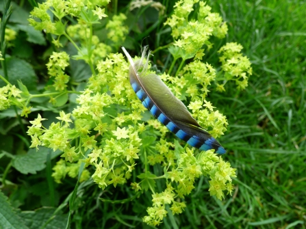 The striking bright blue and jet black stripes of a jays wing lie atop a bright cluster of yellow flowers