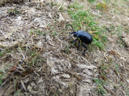Lockdown_bloody-nosed beetle on Kit Hill_Rowena Millar