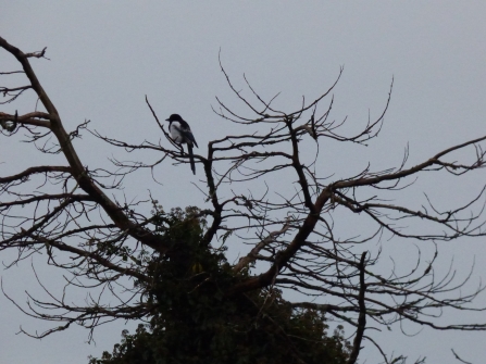 A magpie sits atop a leafless tree, a dark outline against a very grey sky