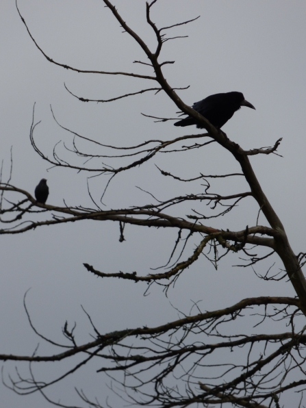 An ominous-looking black outline of a rook with its long beak and dark feathers sits atop a leaf-less branch against a miserable grey sky