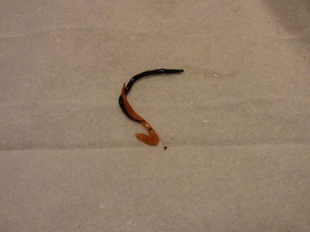An orange flatworm and a black flatworm intertwine